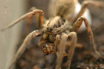 Araña lobo o tarántula (Lycosa radiata)