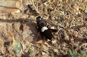 Grillo de visera (Gryllidae sp.)