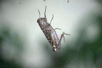 Saltamontes (Acrididae fam.)