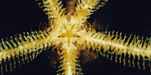 Ofiura (Equinodermo)