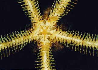 Ofiura (Equinodermo)