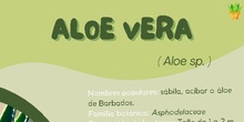 Infografía uso medicinal aloe
