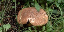 Parasol pardorojizo (Lepiota brunneoincarnata)