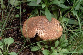 Parasol pardorojizo (Lepiota brunneoincarnata)