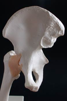 Articulación de la pelvis y el femur