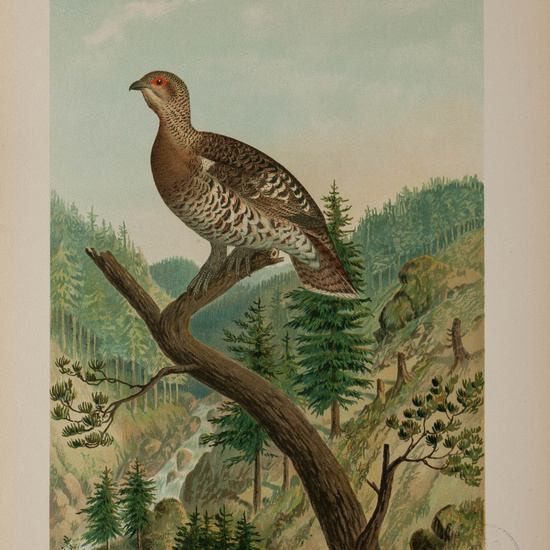 IES_CARDENALCISNEROS_AVES_LAMINAS_229