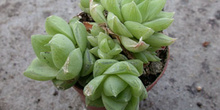 Haworthia