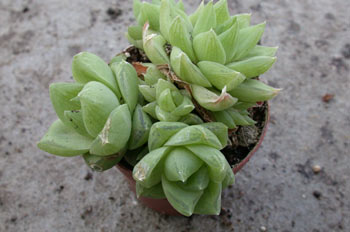 Haworthia