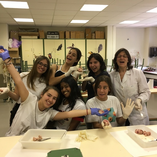 Disección de encéfalo de cordero 12