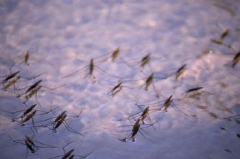 Zapatero de agua (Gerris lacustris)