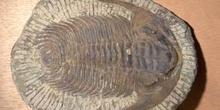 Paradoxides sp. (Trilobites) Cámbrico