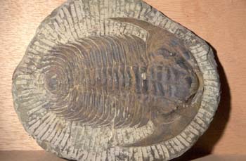 Paradoxides sp. (Trilobites) Cámbrico