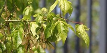 Arce negundo - Fruto (Acer negundo)