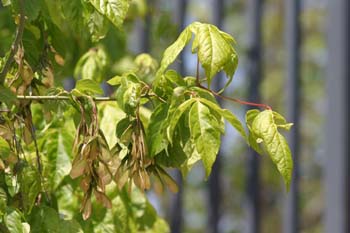 Arce negundo - Fruto (Acer negundo)