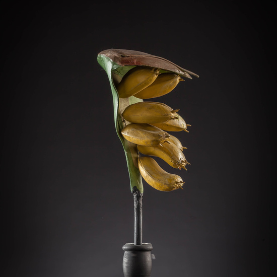 IES_CARDENALCISNEROS_BOTÁNICA_III_MODELOS_008