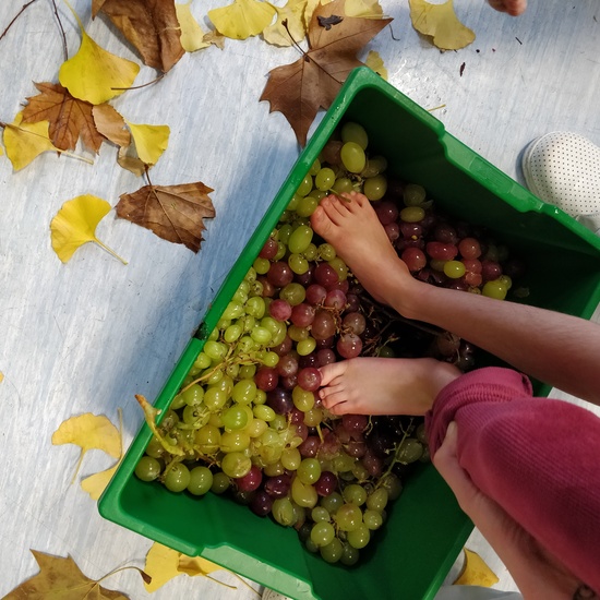 Vendimia del Tramo I 2