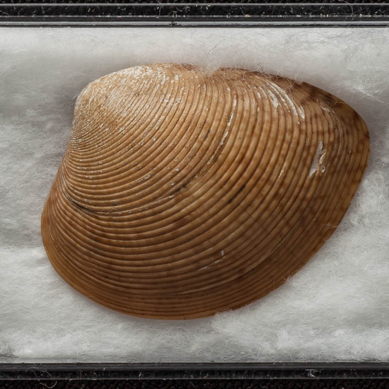 IES_ISABELLACATOLICA_BIOLOGIA_422