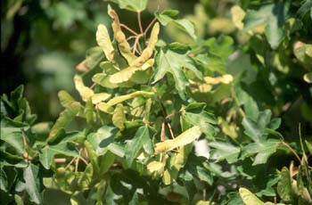 Arce campestre - Frutos (Acer campestris)