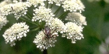 Chinche asesina (Rhinocoris iracundus)