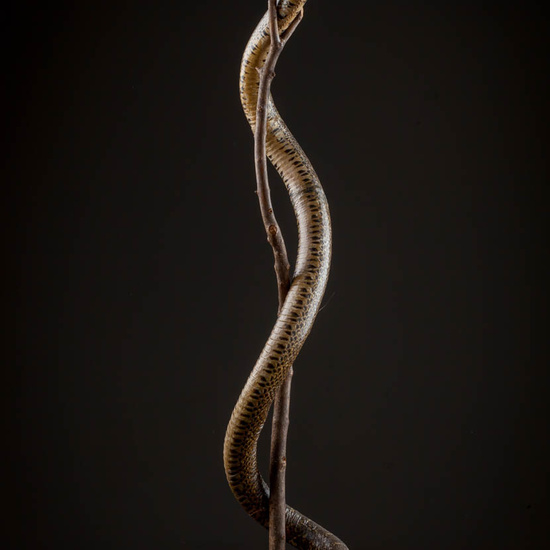 IES_ISABELLACATOLICA_BIOLOGIA_575