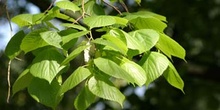 Tilo común - Hoja (Tilia platyphyllos)