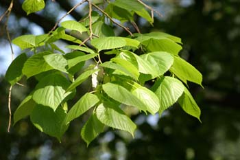 Tilo común - Hoja (Tilia platyphyllos)