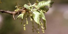 Quejigo - Flor masc. (Quercus faginea)