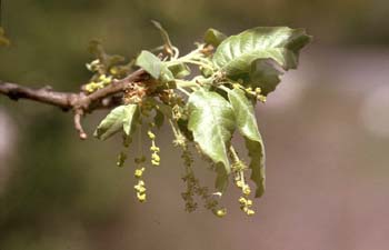 Quejigo - Flor masc. (Quercus faginea)