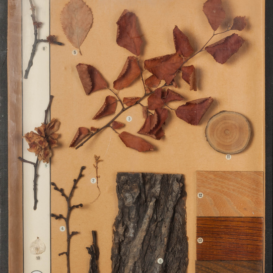 IES_CARDENALCISNEROS_BOTÁNICA_I_006