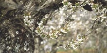 Cerezo - Tronco (Prunus avium)