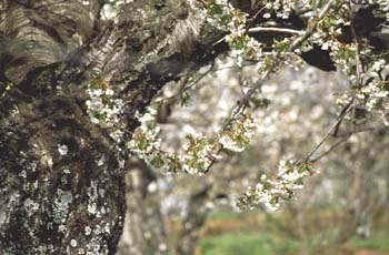 Cerezo - Tronco (Prunus avium)