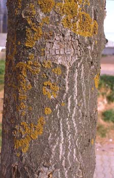 Olmo de Siberia - Corteza (Ulmus pumilla)