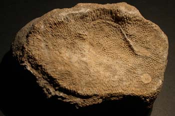 Heliolites porosa (Coral) Devónico