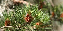 Pino silvestre - flor (Pinus sylvestris)