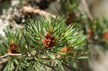 Pino silvestre - flor (Pinus sylvestris)