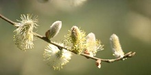 Sauce cabruno - Flor masc. (Salix caprea)