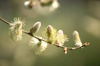 Sauce cabruno - Flor masc. (Salix caprea)