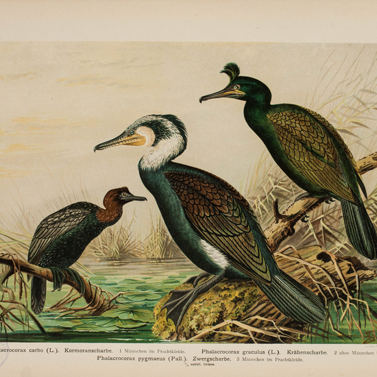 IES_CARDENALCISNEROS_AVES_LAMINAS_087