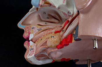 Sección de la boca y fosas nasales