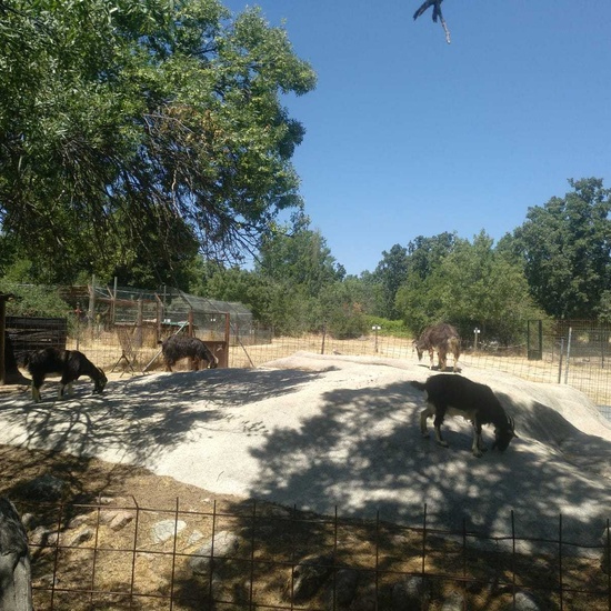 2019_06_14_4º de primaria en Cañada Real_CEIP FDLR_Las Rozas 22
