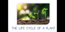 PRIMARIA - 1º - THE LIFE CYCLE OF A PLANT - CIENCIAS DE LA NATURALEZA - FORMACIÓN
