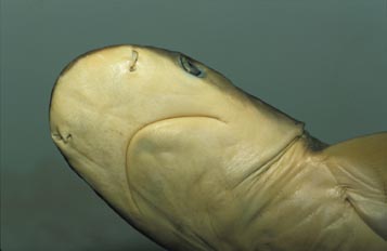Tiburón gris (Carcharinus plumbeus)