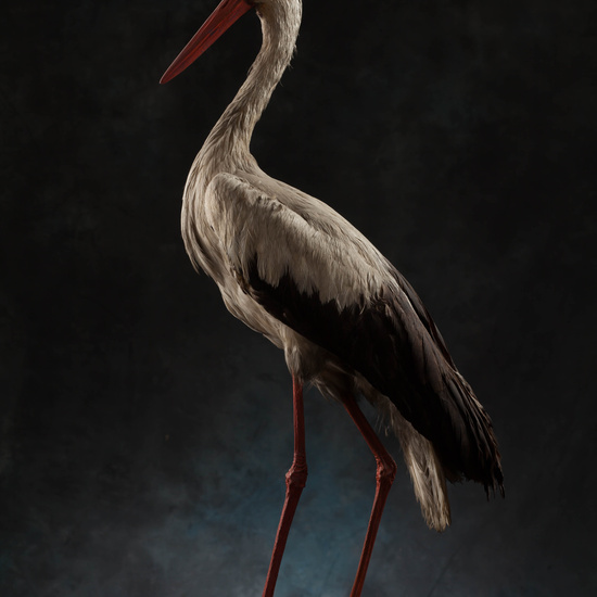 IES_SANISIDRO_MUSEO_Aves_159