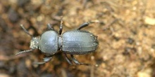 Tenebriónido (Scaurus sp.)