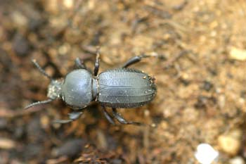 Tenebriónido (Scaurus sp.)