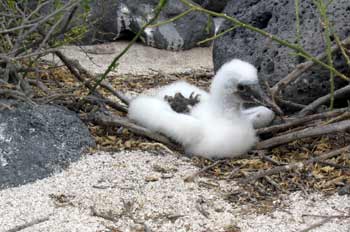 Polluelo de piquero patas azules, Ecuador