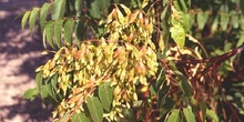 árbol del cielo - Fruto (Ailanthus altissima)