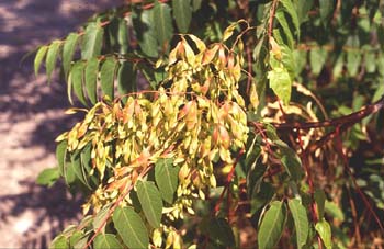 árbol del cielo - Fruto (Ailanthus altissima)