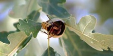 Avispón (Vespa crabro)