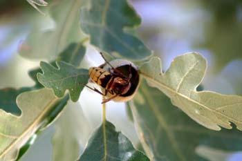 Avispón (Vespa crabro)